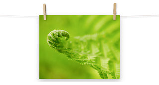 Fern Curl Nature Photography, Botanical Unframed Wall Art Print, 11" X 14"