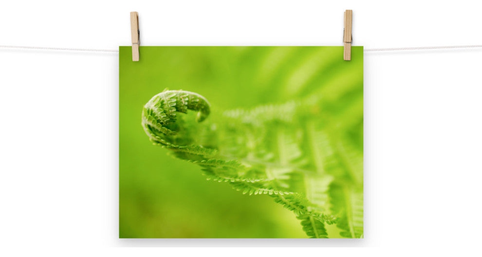 Fern Curl Nature Photography, Botanical Unframed Wall Art Print, 11" X 14"