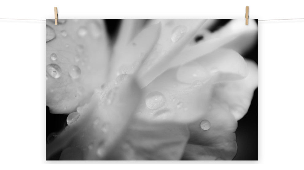 Delicate Rose Petals Floral Black & White Photo Unframed Wall Art Print, 8" X 10"