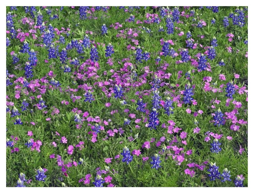 "Sand Bluebonnet and Pointed Phlox" Paper Print by Tim Fitzharris, 18"x14"