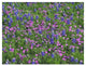 "Sand Bluebonnet and Pointed Phlox" Paper Print by Tim Fitzharris, 18"x14"