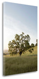 "Oak Tree - 87" By Alan Blaustein, Giclee Print on Gallery Wrap Canvas