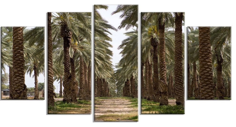 Date Palm Plantation Photography, Modern Forest Canvas Art, 60"x32", 5 Panels