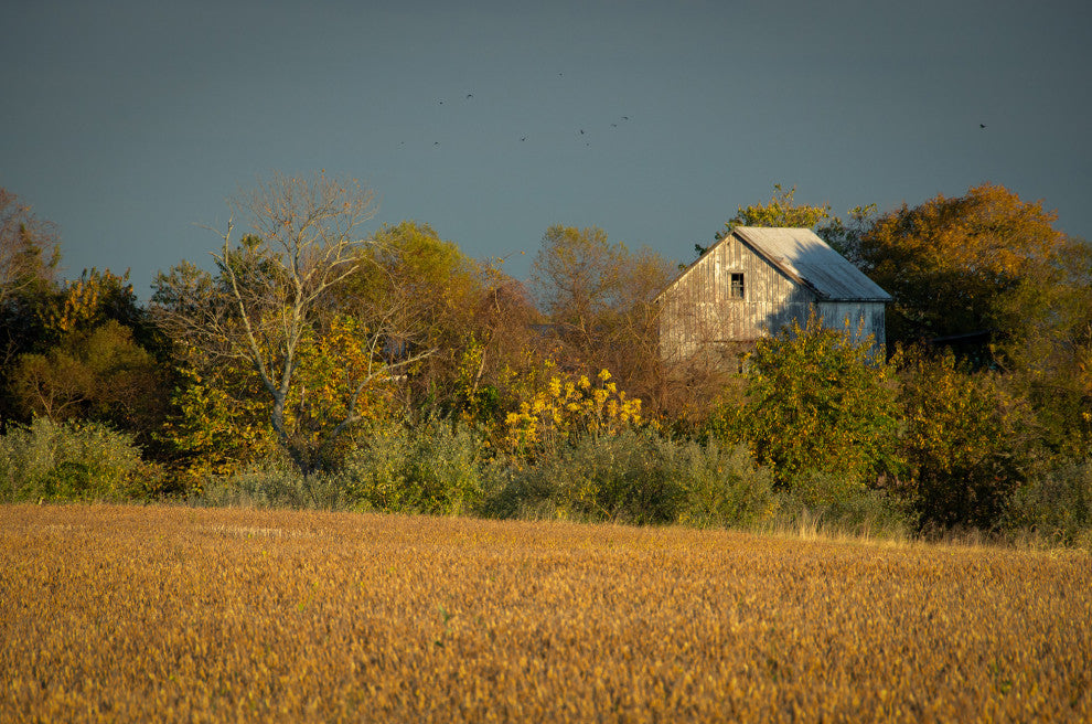 Abandoned Barn In The Trees Framed Photo Paper Wall Art Prints, Red Oak, 11" X 14"