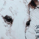 Leonardo's Dogs Greyhound Dog Pillow