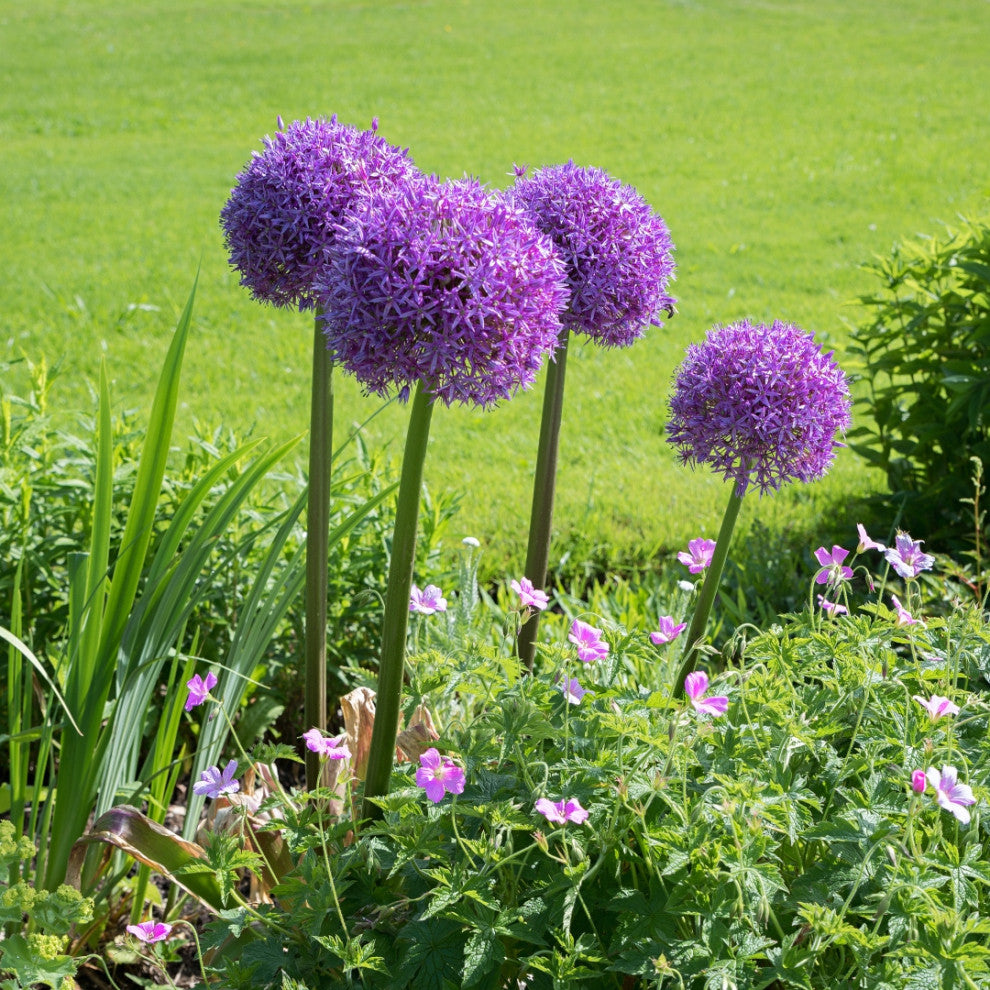 Baby Blue Flower Bulb Spring Collection, 40 Bulbs