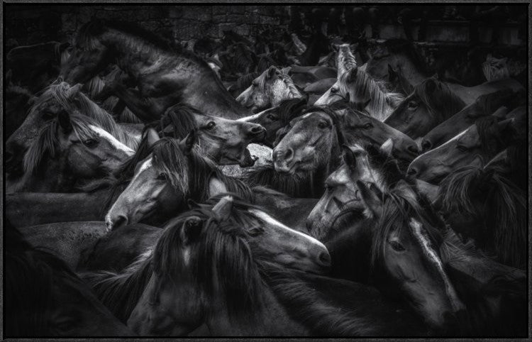 "Acorralados" Framed Canvas Giclee by Alfonso Maseda Varela, 37x23"