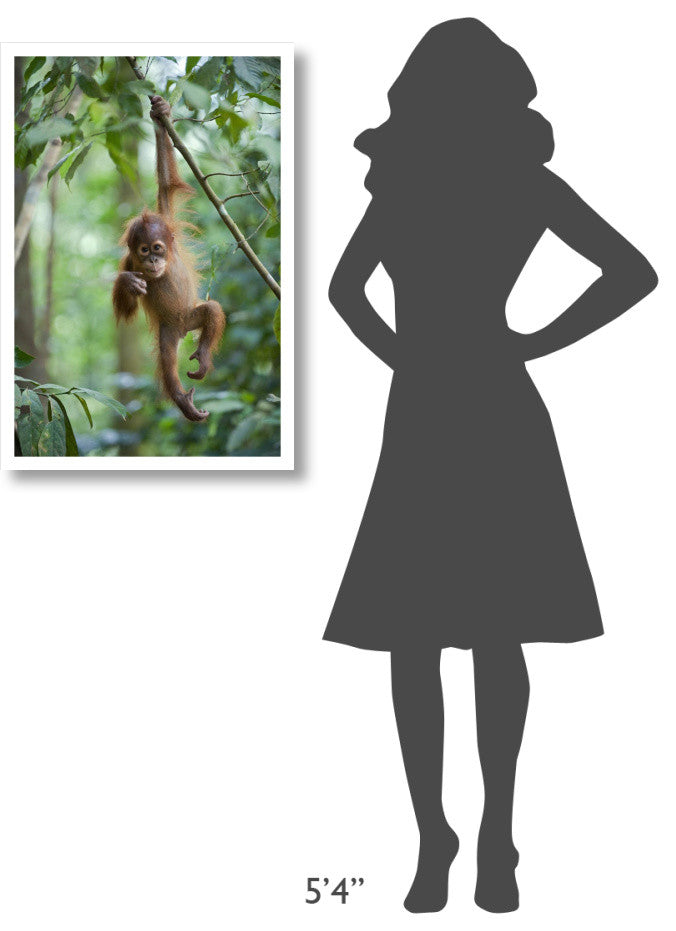 "Sumatran Orangutan baby dangling, north Sumatra" Paper Art, 22"x32"