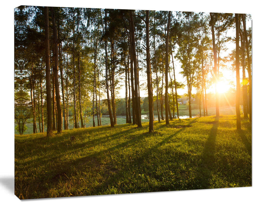 Bright Sunlight in Dense Forest, Large Landscape Canvas Art, 20"x12"