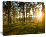 Bright Sunlight in Dense Forest, Large Landscape Canvas Art, 20"x12"