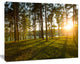 Bright Sunlight in Dense Forest, Large Landscape Canvas Art, 20"x12"