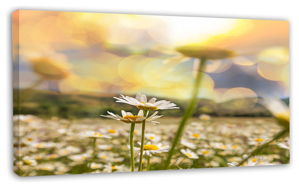 Amazing Chamomile Flower Field, Floral Canvas Art Print, 32"x16"