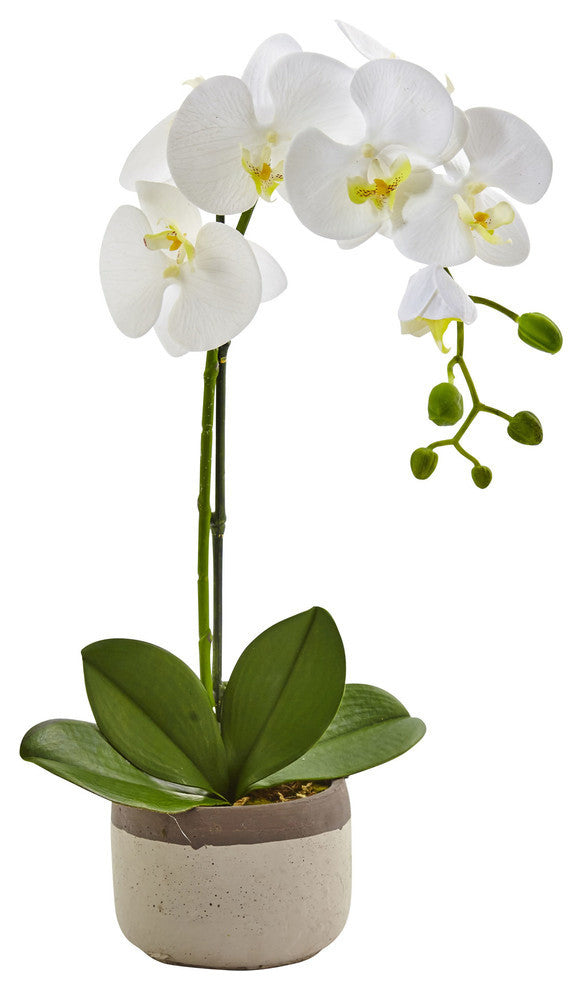 Phalaenopsis Orchid In Ceramic Pot