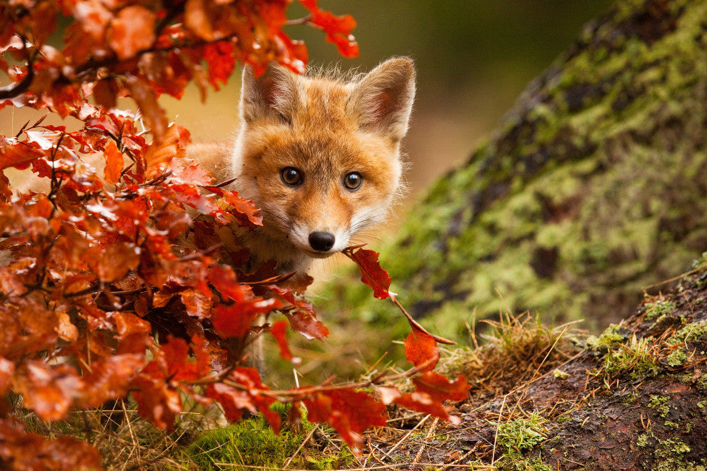 Baby Red Fox Face and Autumn Leaves - Forest Wildlife Photo Canvas Art Print, 24" X 36"