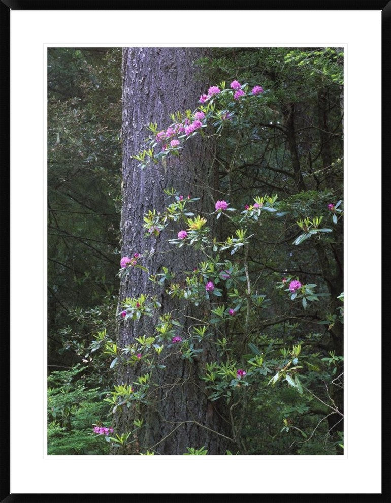 Coast Redwood Trunk and Pacific Rhododendron, Redwood Np, California, 30"x38"