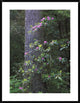 Coast Redwood Trunk and Pacific Rhododendron, Redwood Np, California, 30"x38"