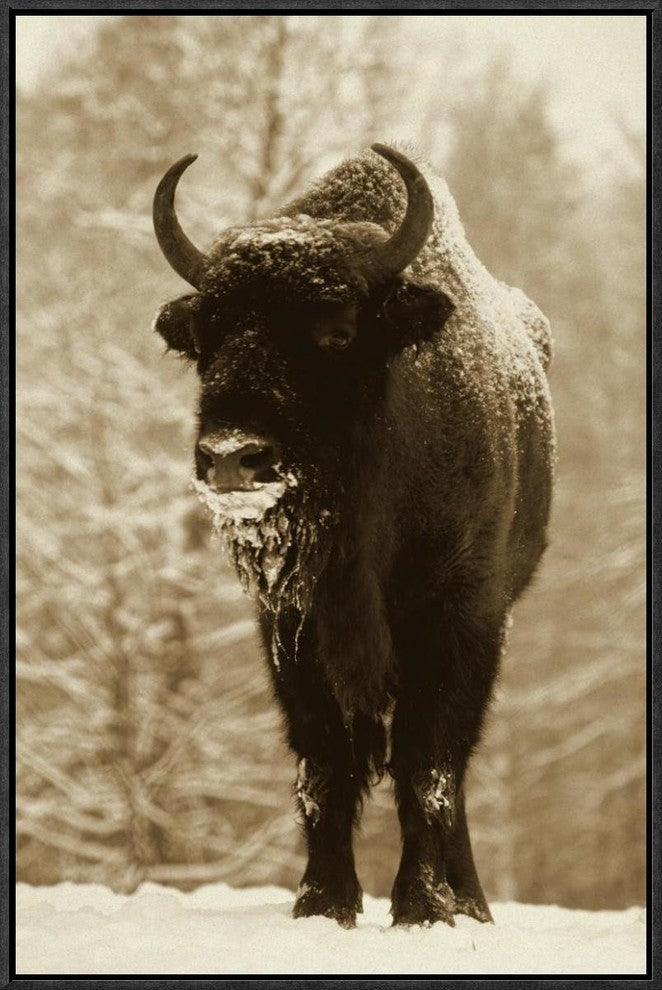 "European Bison or Wisent in snow, Europe"  by Rinie Van Meurs, 17x25"
