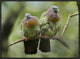 Pink-Necked Green-Pigeon Pair, Jurong Bird Park, Singapore, 24"x18"