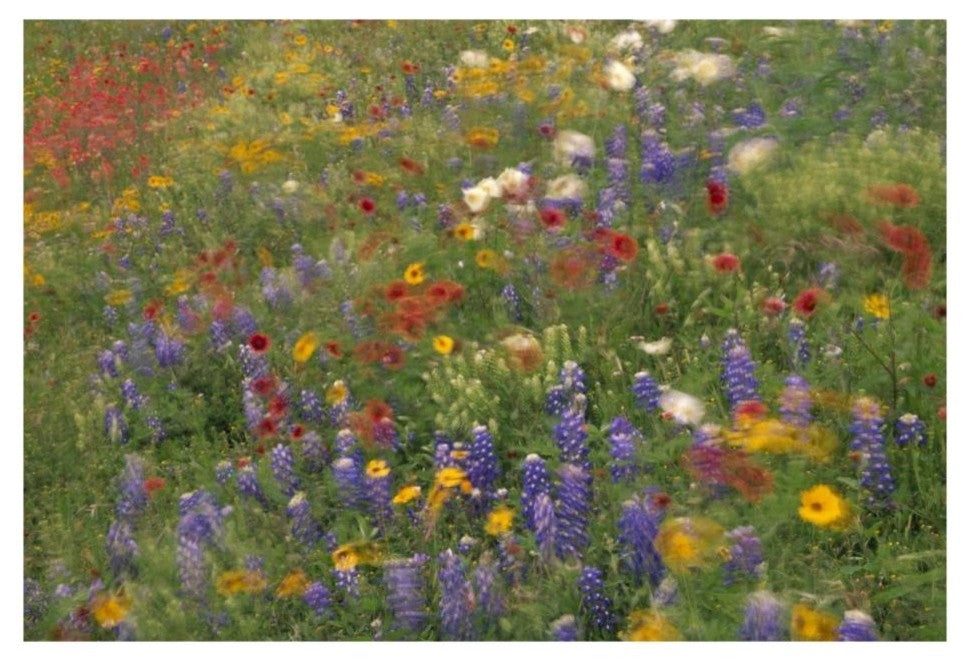 "Wildflowers blowing in the wind, Hill Country, Texas" Paper Art, 26"x18"