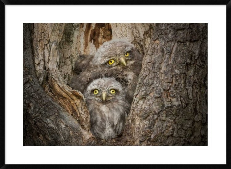 "Civ and Civ" Framed Digital Print by Ghizzi Panizza Alberto, 38"x28"