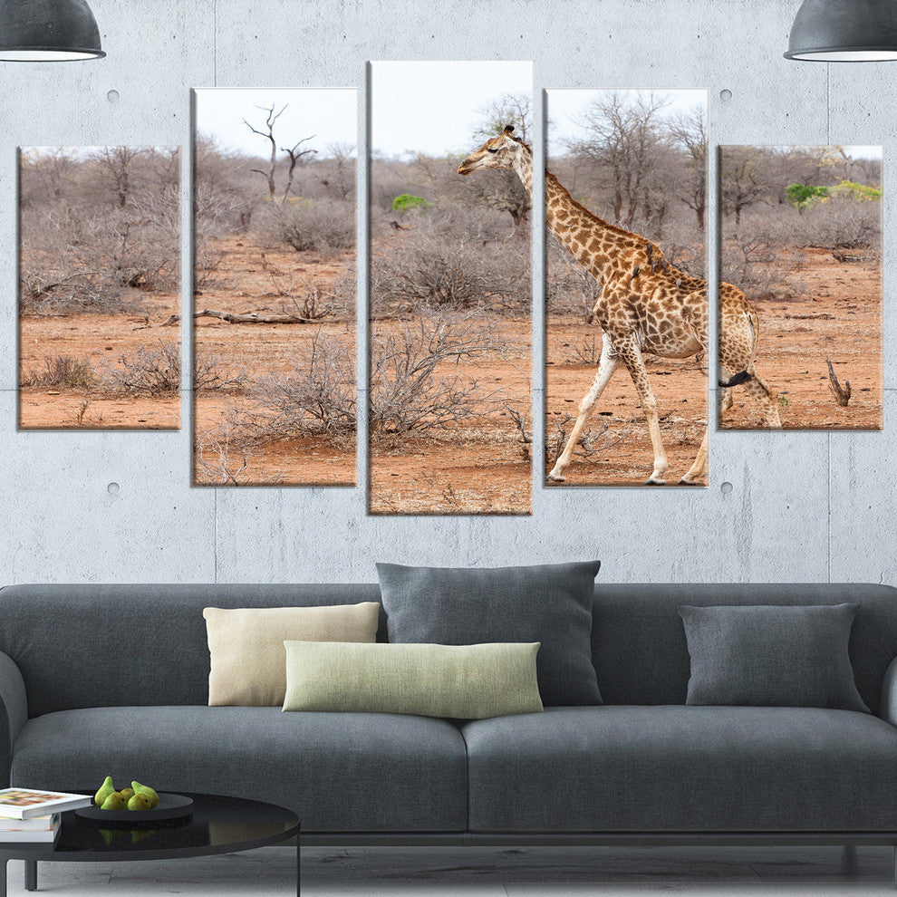 Giraffe Walking through African Forest, Animal Canvas Print, 60"x32", 5 Panels