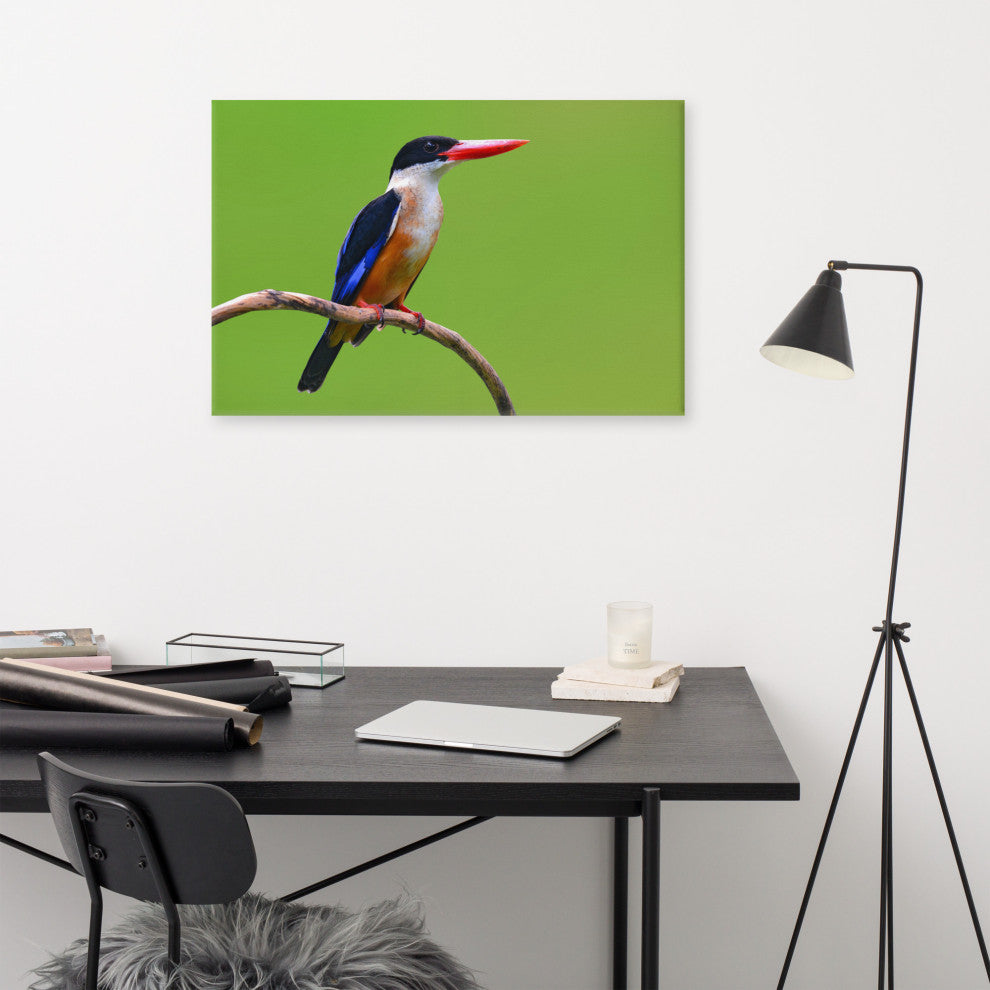 Black Capped Kingfisher Bird on Perch Wildlife Photograph Canvas Wall Art Print, 24" X 36"
