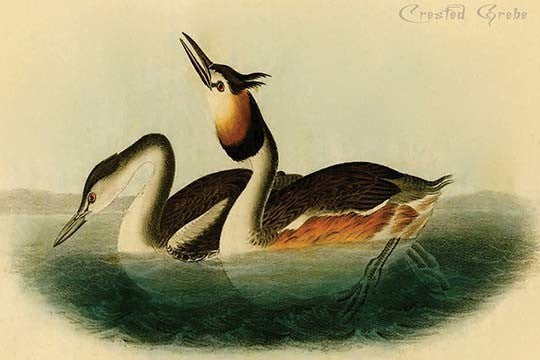 Crested Grebe - Gallery Wrapped Canvas Art 28" x 42"