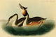 Crested Grebe - Gallery Wrapped Canvas Art 28" x 42"