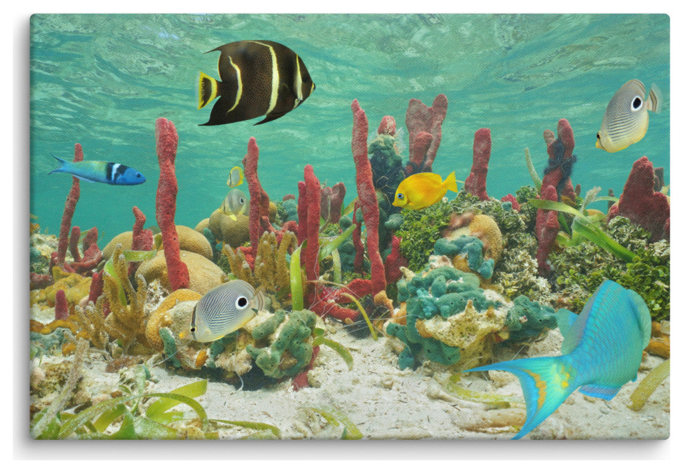 Colorful Tropical Fish Marine Life Coral Reef Wildlife Photo Canvas Art Print, 24" X 36"