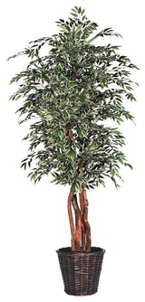 6' Variegated Smilax Executive