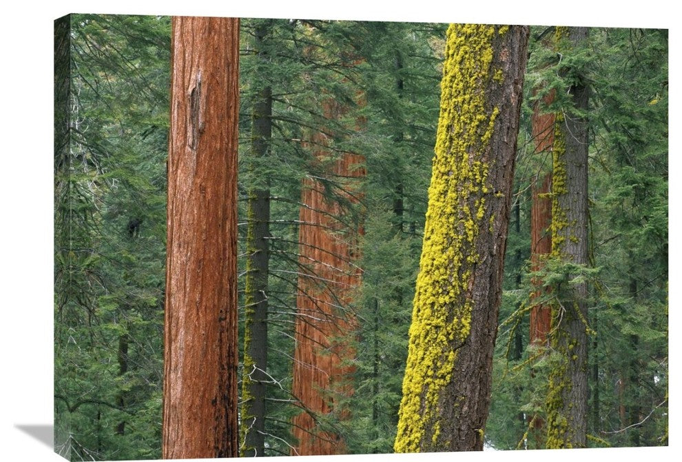 "Giant Sequoia Trees In Grant Grove, Sequoia National Park, California" Artwork