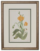 Original Vintage 1959 Botanical Flower Print, Framed