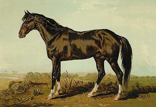 Dongola Horse - Gallery Wrapped Canvas Art 28" x 42"