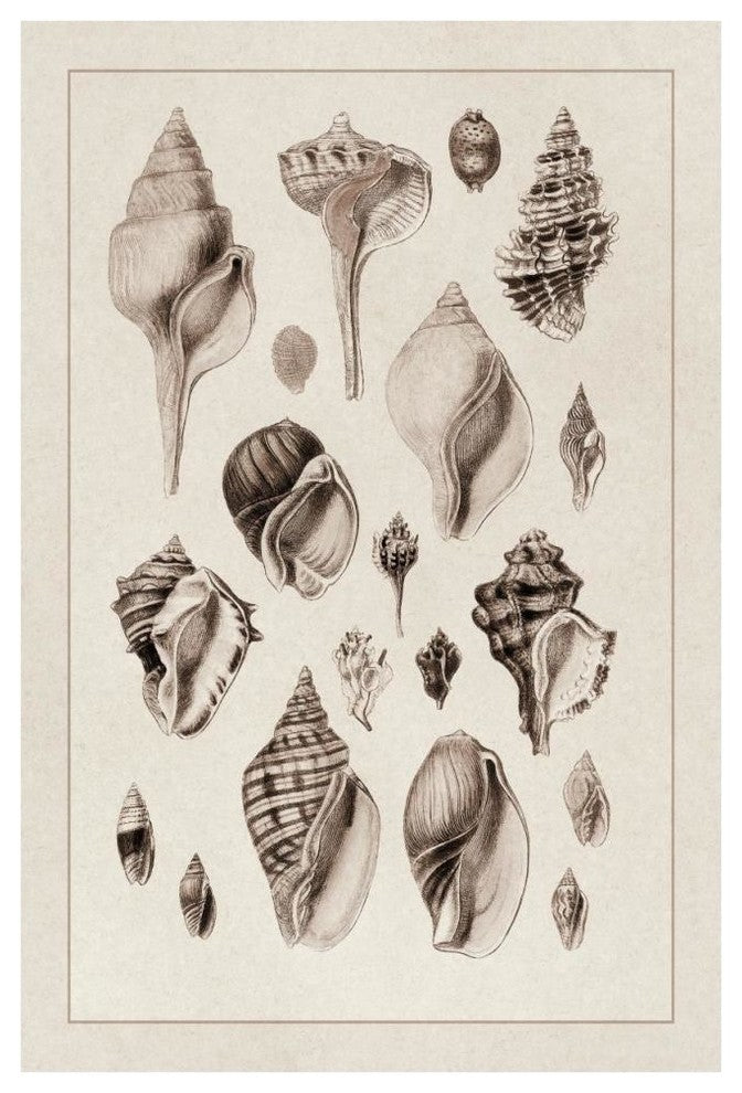 "Shells: Sessile Cirripedes #3 (Sepia)" Paper Print by G.B. Sowerby, 42"x62"