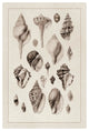 "Shells: Sessile Cirripedes #3 (Sepia)" Paper Print by G.B. Sowerby, 42"x62"