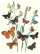 Butterflies: L. Roboris, P. Orion, Et Al.- Fine Art Giclee Print 24" x 36"
