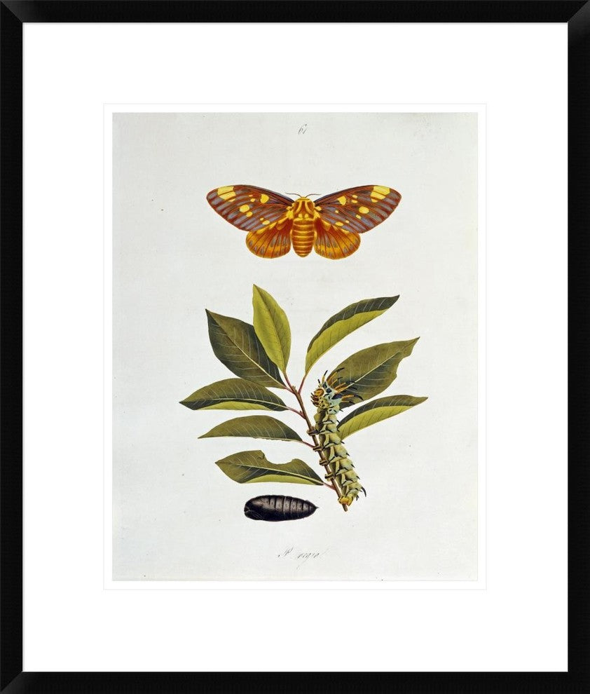 "The Natural History Of The Rarer Lepidopterous Insects Of Georgia 1794" Artwork