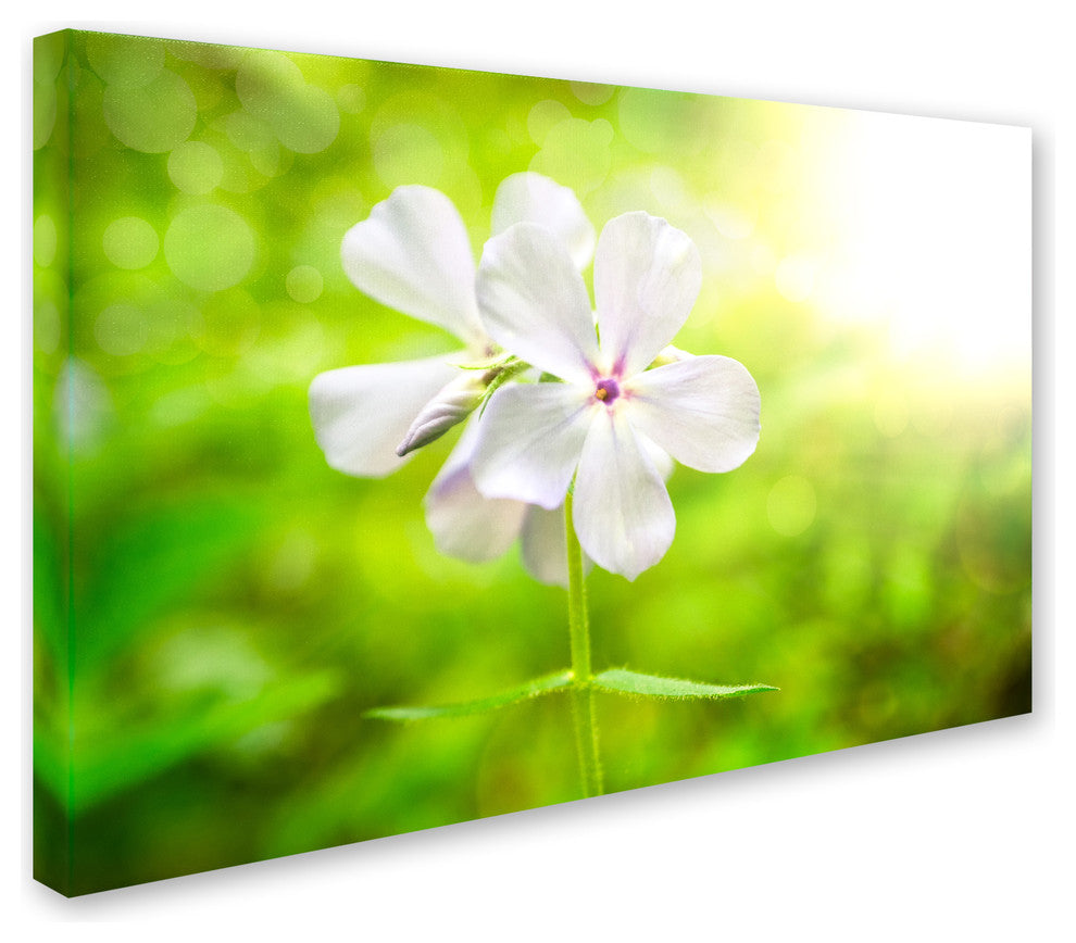 PIPA Fine Art 'Beauty of the Forest Floor' Canvas Art, 47x30