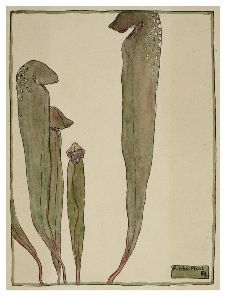 "Pitcher Plant" Digital Paper Print by Hannah Borger Overbeck, 20"x26"