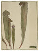 "Pitcher Plant" Digital Paper Print by Hannah Borger Overbeck, 20"x26"
