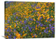 "California Poppy And Desert Bluebell, Antelope Valley, California" Artwork