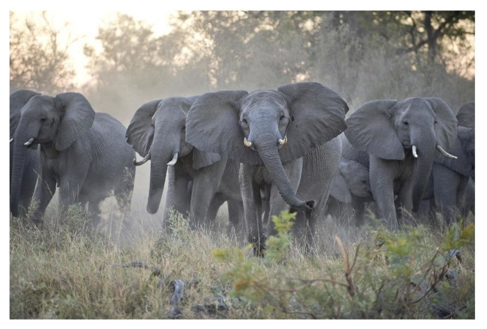 "African Elephant upset herd gathering, Okavango Delta" Paper Art, 32"x22"