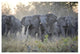 "African Elephant upset herd gathering, Okavango Delta" Paper Art, 32"x22"