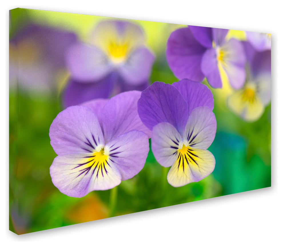 Cora Niele 'Violets' Canvas Art