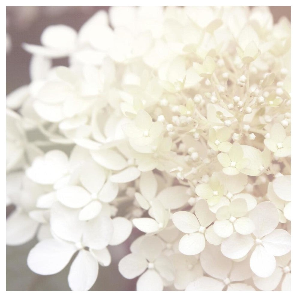 "Hydrangea Dream II" Digital Paper Print by Laura Marshall, 26"x26"