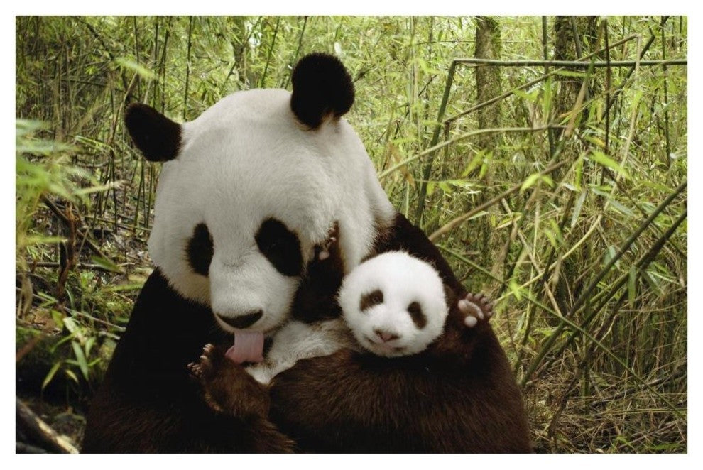 "Giant Panda Gongzhu and cub, bamboo, Wolong Nature Reserve" Paper Art, 38"x26"