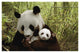 "Giant Panda Gongzhu and cub, bamboo, Wolong Nature Reserve" Paper Art, 38"x26"
