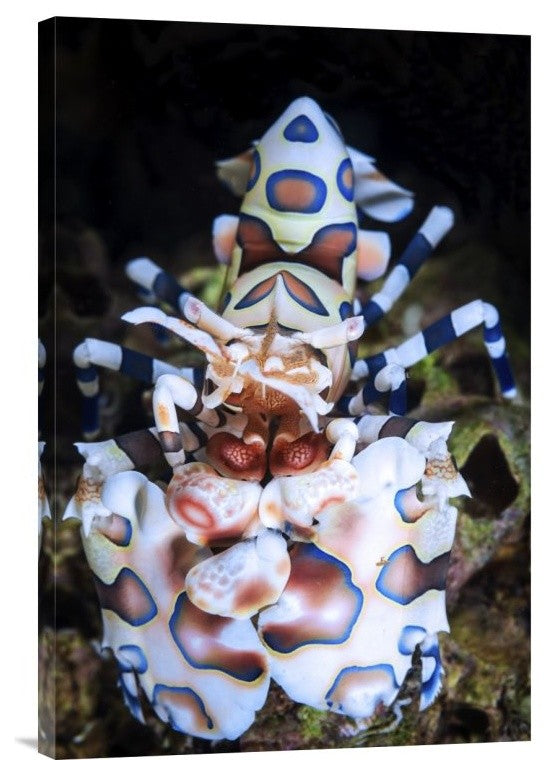 "Harlequin Shrimp" Stretched Canvas Giclee by Barathieu Gabriel, 16"x24"