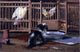 John Haberle A Misunderstanding, 18"x27" Gallery Wrapped Canvas Print