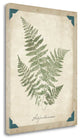 "Vintage Ferns IX" By Wild Apple Portfolio, Giclee Print on Gallery Wrap Canvas